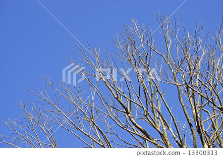 冬天的影子 13300313