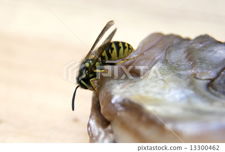 wasp on the fish 13300462