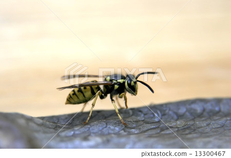 wasp on the fish wasp on the fish 13300467