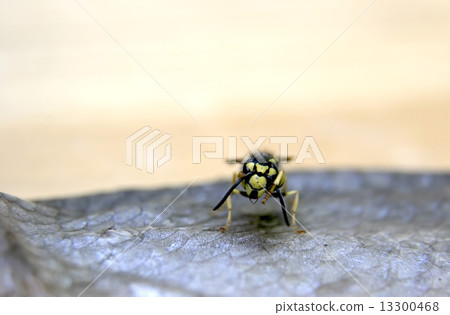 wasp on the fish wasp on the fish 13300468
