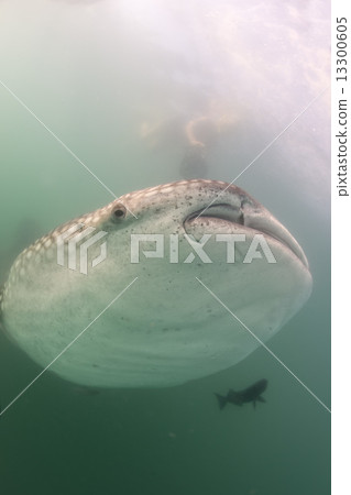 Whale Shark approaching a diver underwater in Baja California 13300605