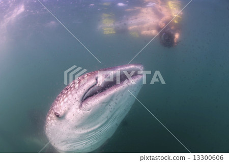 Whale Shark approaching a diver underwater in Baja California 13300606