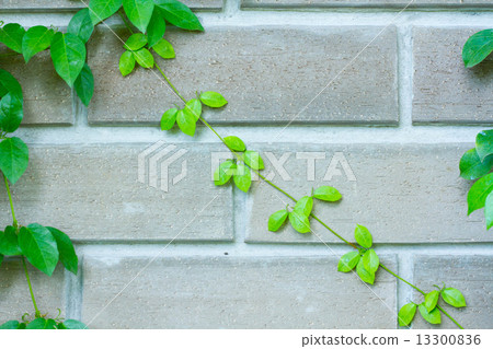 The Green Creeper Plant on the Wall The Green Creeper Plant on the Wall 13300836