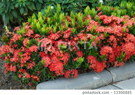 Red Ixora Coccinea 13300885