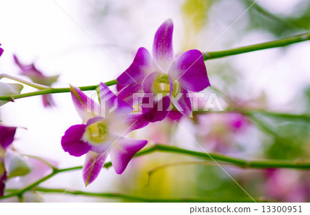 Beautiful violet orchids 13300951