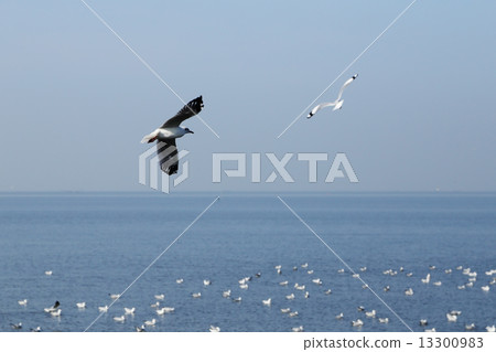 Seagull flying under the sky at Bang Pu beach Seagull flying under the sky at Bang Pu beach 13300983