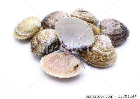 clam 13301144
