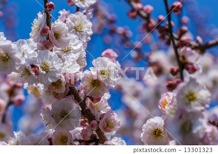 Plum blossom Plum blossom 13301323