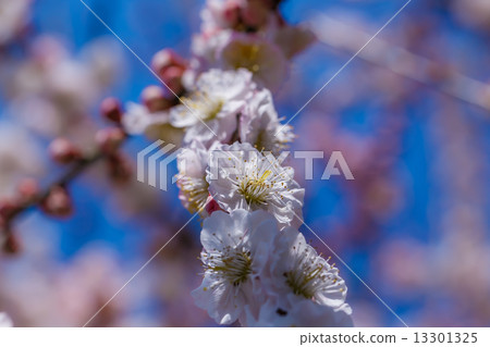 梅花 梅花 13301325
