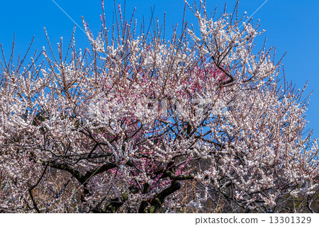 梅花 梅花 13301329