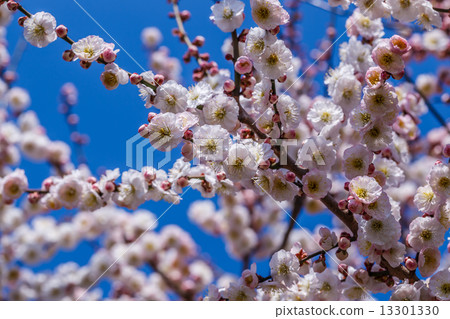 梅花 13301330
