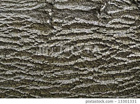 abstract bark of deciduous tree abstract bark of deciduous tree 13301331