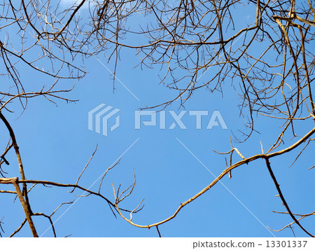 Branches of dry wood with space Branches of dry wood with space 13301337