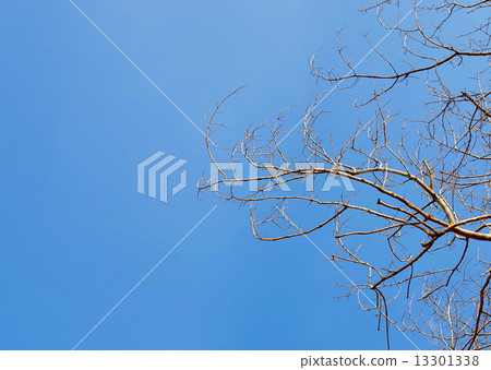 Branches of dry wood with space Branches of dry wood with space 13301338