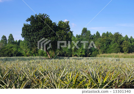 Organic Pineapple farm 13301340
