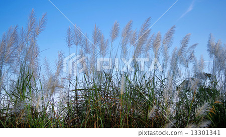 Flower plant with blue sky Flower plant with blue sky 13301341