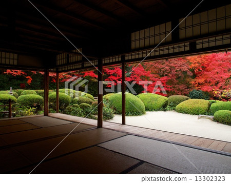 Shishido - autumn leaves 13302323