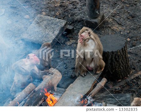 Japanese ape falling on fire Japanese ape falling on fire 13302835