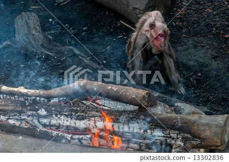 Japanese ape falling on fire Japanese ape falling on fire 13302836