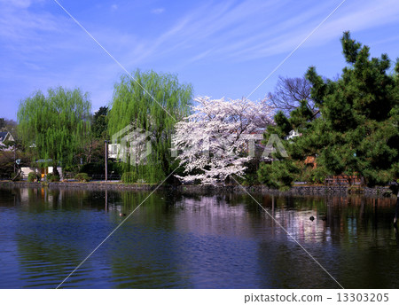 Cherry Blossom Shakujii Park 13303205