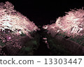 Cherry blossoms at night 13303447