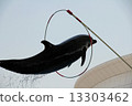 Dolphin Show 13303462