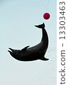 Dolphin Show 13303463