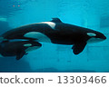 Parent and child of killer whale 13303466