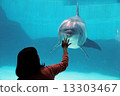 Dolphin 13303467