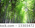 Bamboo forest in Arashiyama 13303472