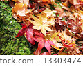 Autumn leaves 13303474