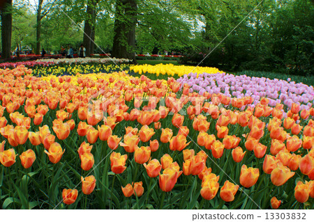 Carpet carpet Carpet carpet 13303832