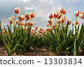 鬱金香 13303834