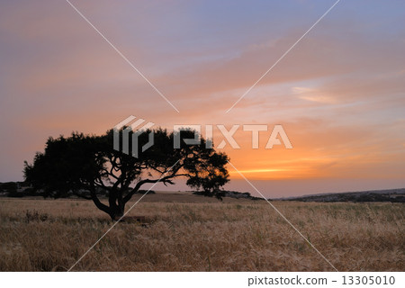 Lonely tree on a meadow Lonely tree on a meadow 13305010