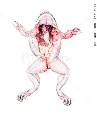 Frog entrails isolated on white 13305033
