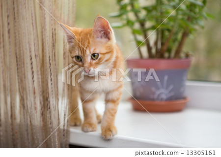 Kitten stands on the windowsill 13305161