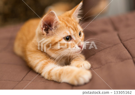 Small  kitten lie on the bed 13305162