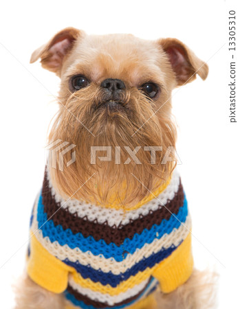 Dog breed Bruxellois Griffon 13305310