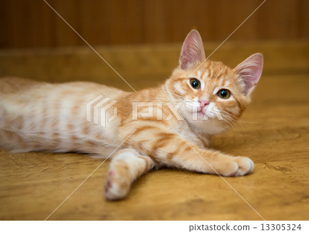 Orange kitten lays on the floor 13305324