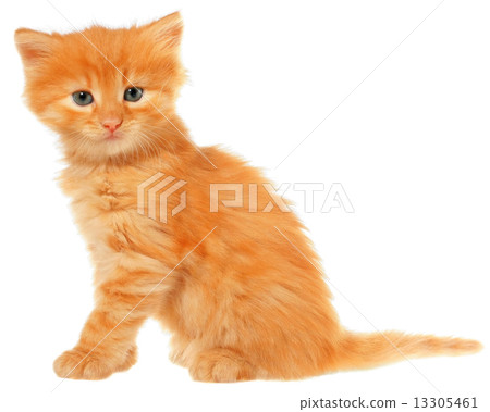 Orange kitten sitting isolated 13305461