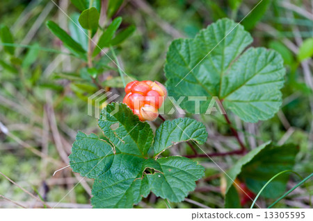 Cloudberry closeup in summer. Fresh wild fruit 13305595