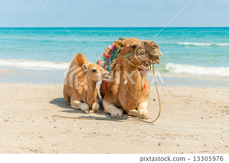 Two Camels Sitting on the Beach Two Camels Sitting on the Beach 13305976