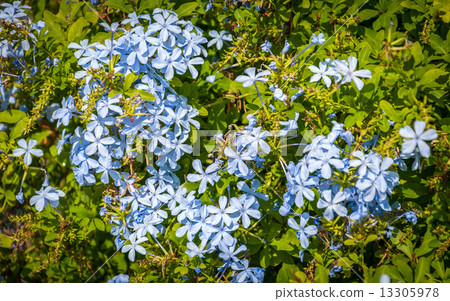 Blue Flowers Blue Flowers 13305978