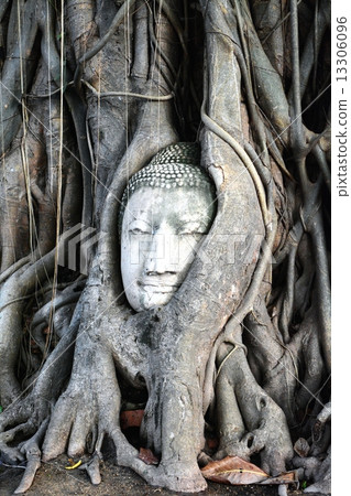 Buddha head of Thai · Ayutthaya Wat · Mahathart 13306096