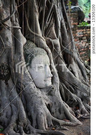 Buddha head of Thai · Ayutthaya Wat · Mahathart Buddha head of Thai · Ayutthaya Wat · Mahathart 13306100