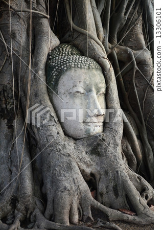 Buddha head of Thai · Ayutthaya Wat · Mahathart Buddha head of Thai · Ayutthaya Wat · Mahathart 13306101