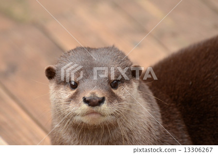 Kotsumekawauso Kotsumekawauso 13306267