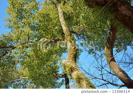 Walking Nishiarui, Daisuke Nishiarai Bodhi Tree 13306314