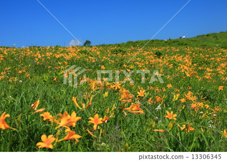 Nikko Kishge at the Kuruma Kogen 13306345