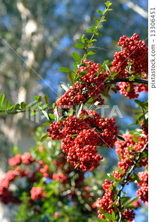 南方的天空 13306451